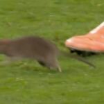 Wales vs Belgium Match Halted… by a Rat - Watch