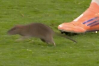 Wales vs Belgium Match Halted… by a Rat - Watch