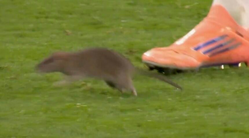 Wales vs Belgium Match Halted… by a Rat - Watch